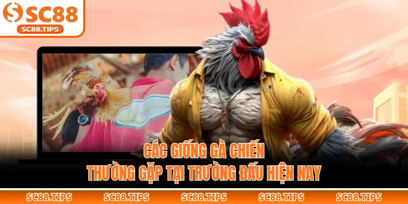 Các giống gà chiến thường gặp tại trường đấu hiện nay