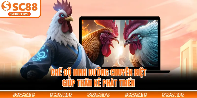 Chế độ dinh dưỡng chuyên biệt giúp thần kê phát triển