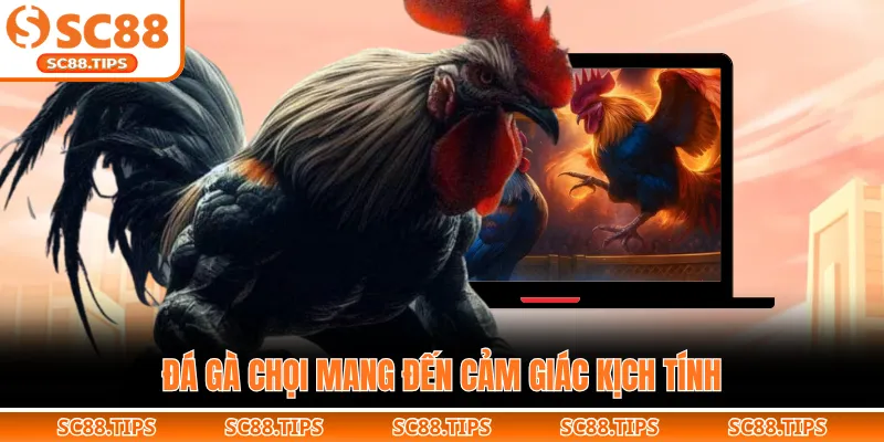 Đá gà chọi mang đến cảm giác kịch tính