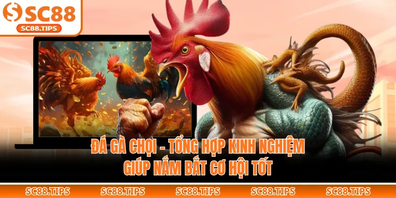 Đá Gà Chọi – Tổng Hợp Kinh Nghiệm Giúp Nắm Bắt Cơ Hội Tốt