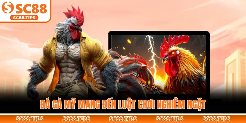 Đá gà mỹ mang đến luật chơi nghiêm ngặt