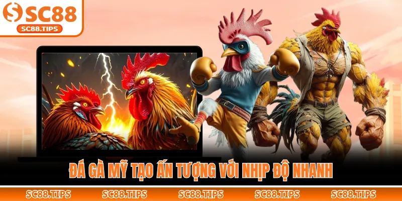 Đá gà mỹ tạo ấn tượng với nhịp độ nhanh