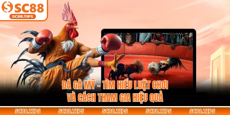 Đá Gà Mỹ – Tìm Hiểu Luật Chơi Và Cách Tham Gia Hiệu Quả