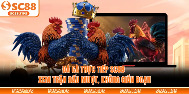 Đá Gà Trực Tiếp SC88 – Xem Trận Đấu Mượt, Không Gián Đoạn